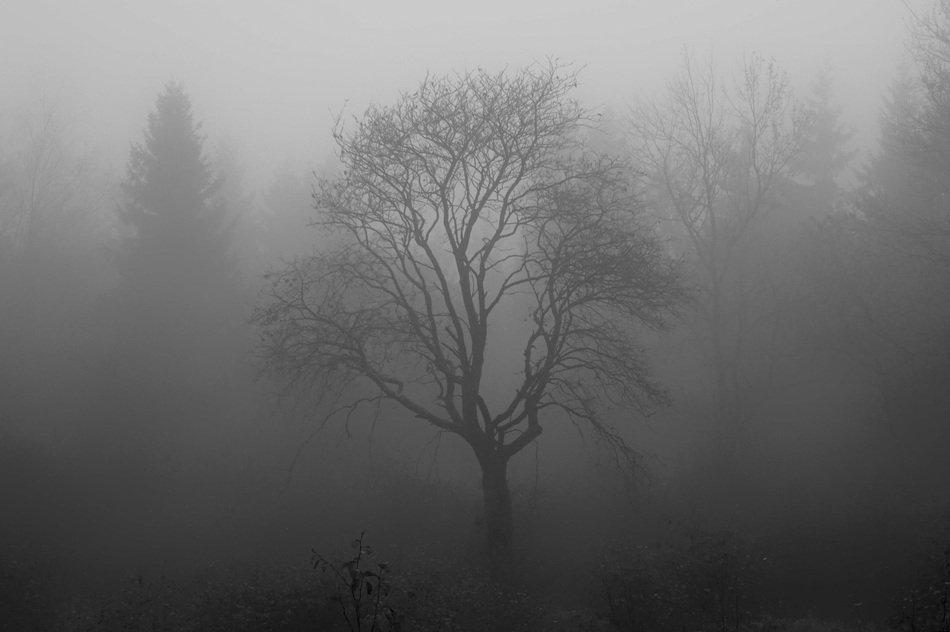 the spooky trees in the fog