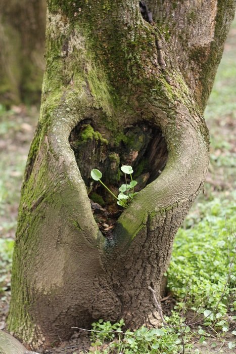 hollow in the shape of a heart on the trunk