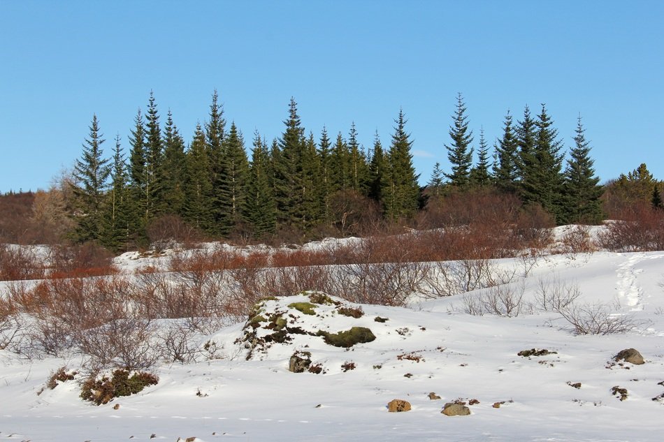 View of magical mood in forest in winter