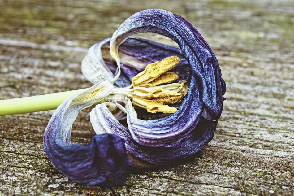 Blue Forget Flower