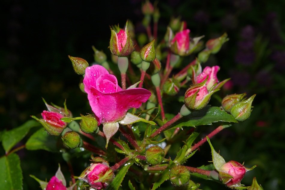 roses bush in the evening