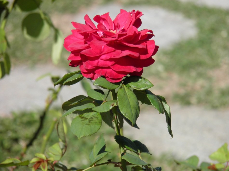 Natural Pink flower in a garden