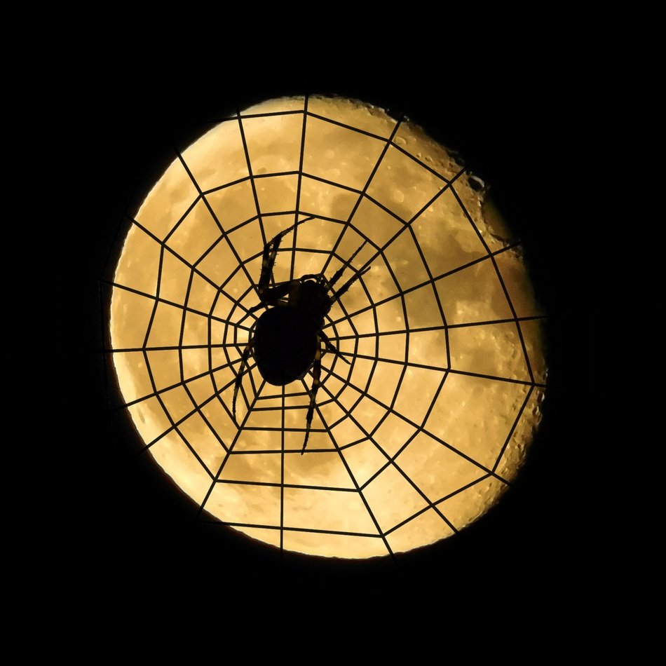 Spider on the background of the full moon