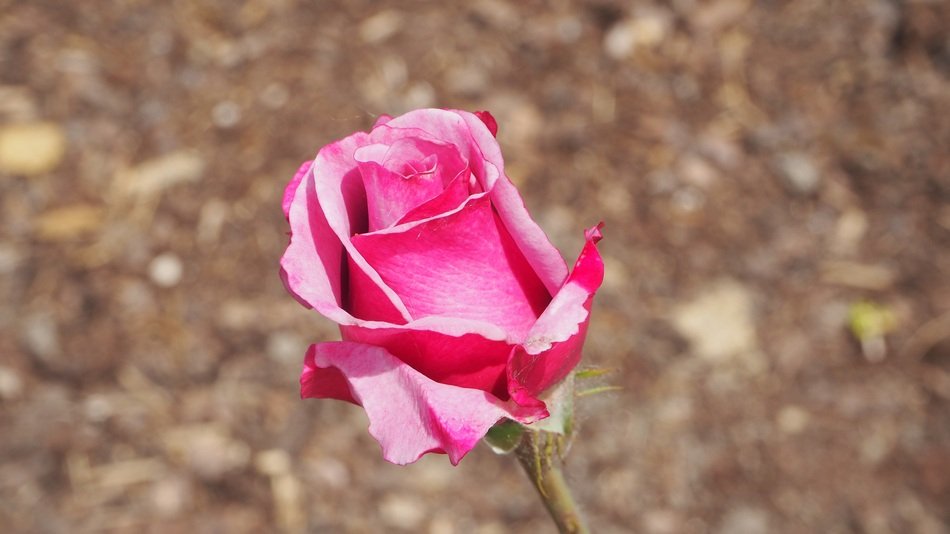 delicate rose bud on a background of soil
