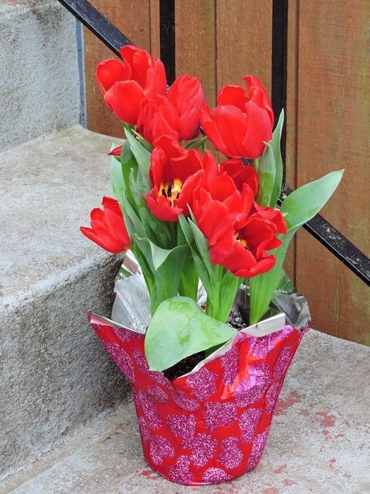 Valentines Day Tulips
