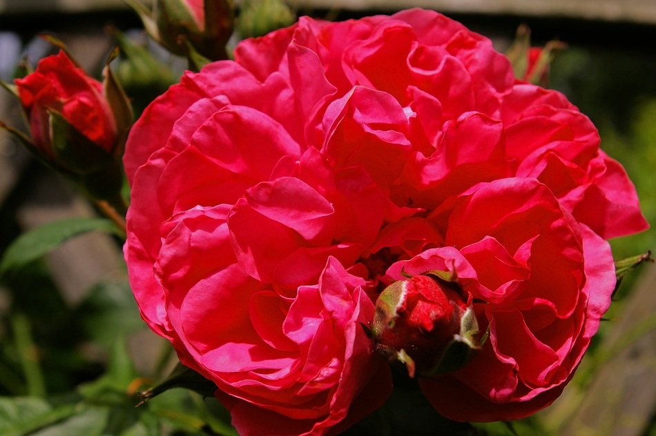 filigree garden rose