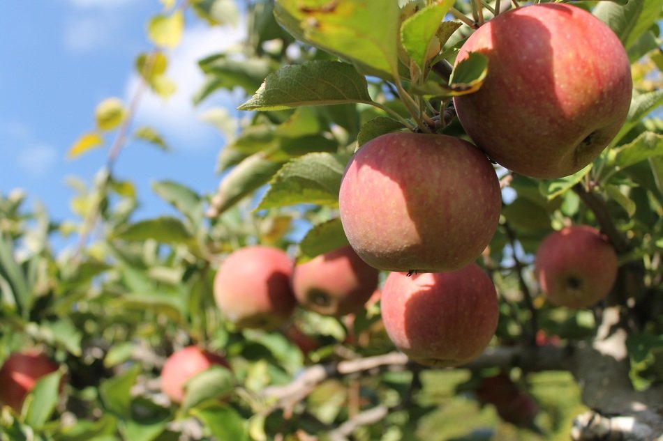 red Apples on Tree in garden