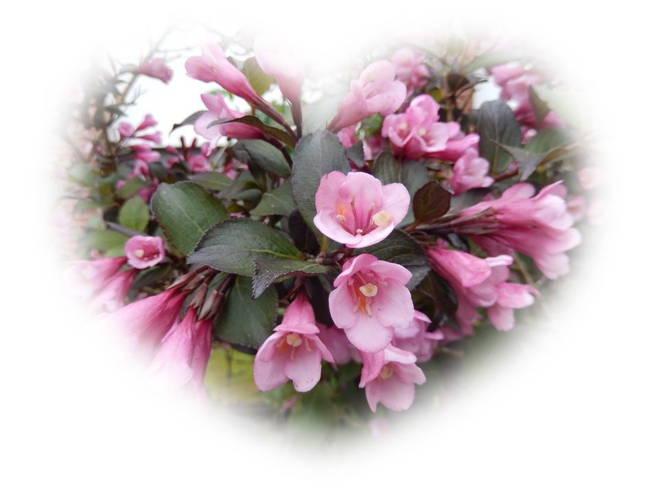 card pink flowers in the shape of a heart ÐÑÐ´ÐµÐ»Ð¸ÑÐµ ÑÐµÐºÑÑ, ÑÑÐ¾Ð±Ñ Ð¿Ð¾ÑÐ¼Ð¾ÑÑÐµÑÑ Ð¿ÑÐ¸Ð¼ÐµÑÑ