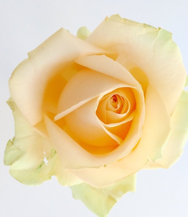 yellow pastel rose