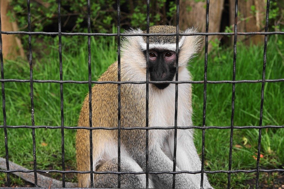 Monkey behind the cage
