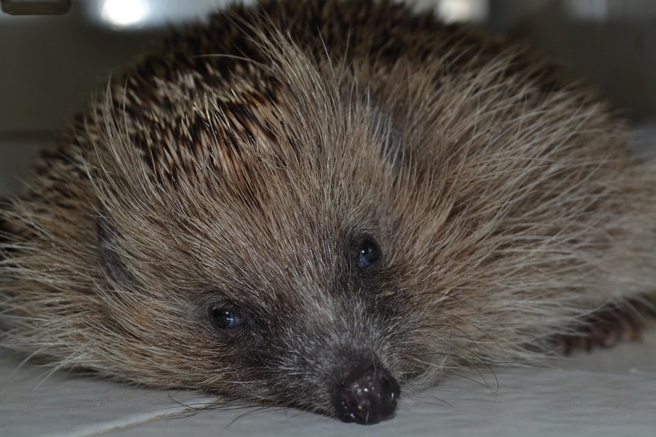 Photo of cute hedgehog in depression