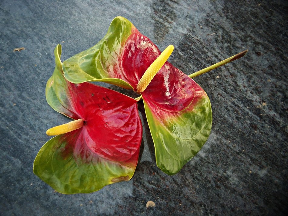 Anturio Flowers Marble