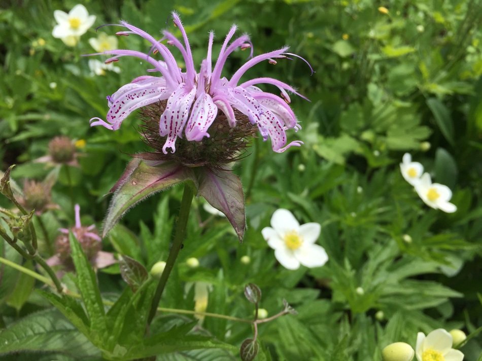 Purple Mondarda flower
