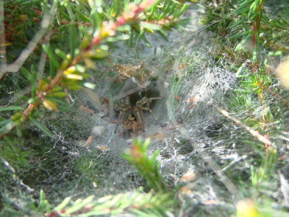 agelenidae spider in the forest
