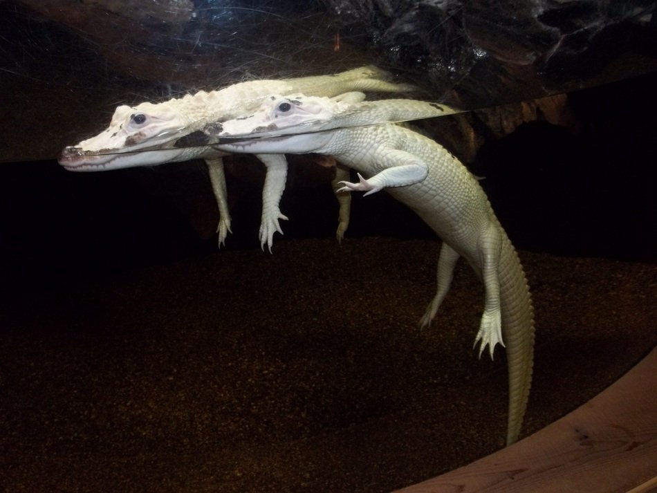 Beautiful Albino Alligators in the aquarium