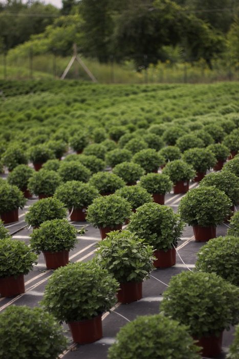 young trees in the hotbed