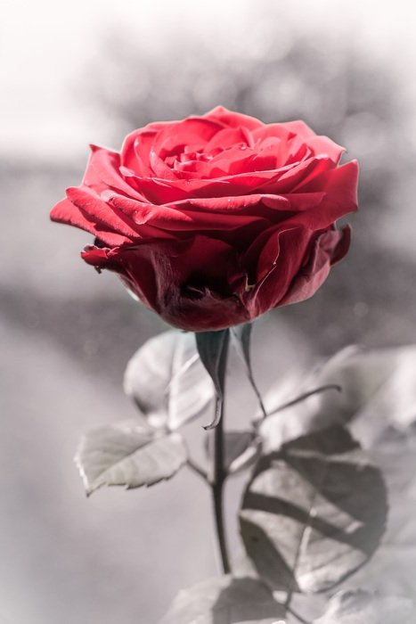 Macro picture of red rose