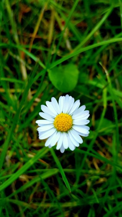 Daisy White cute flower