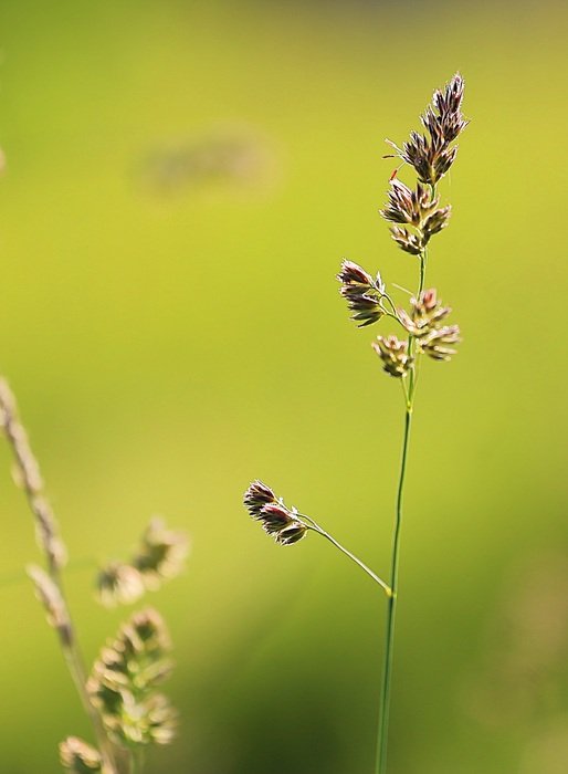 rill on the summer meadow
