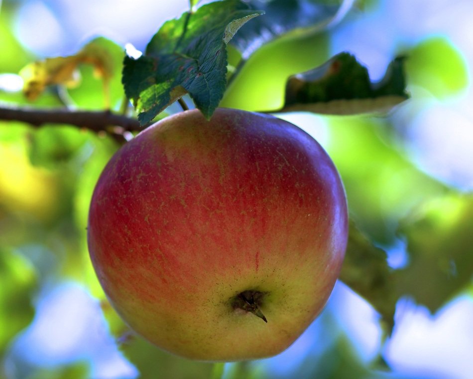 sweet apple on a branch on blurred background