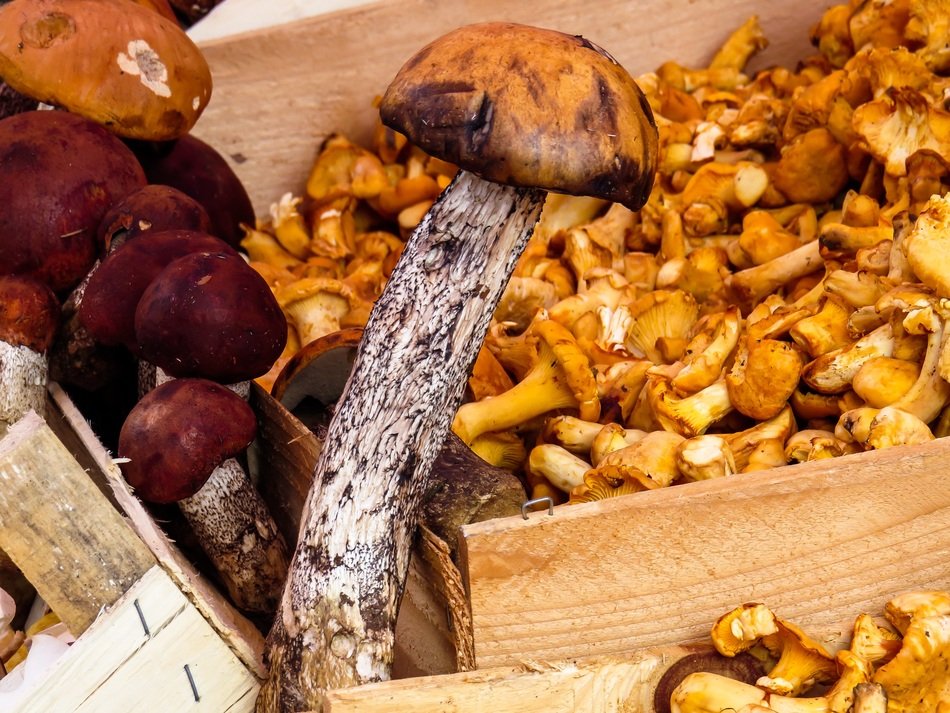 autumn forest mushrooms on the market