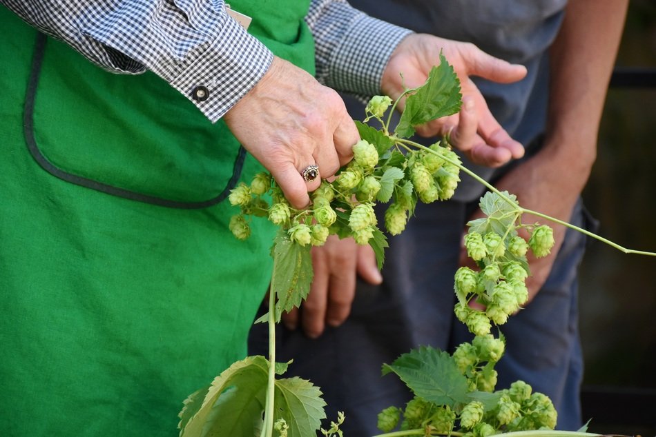 Harvest for brewing in Bavaria