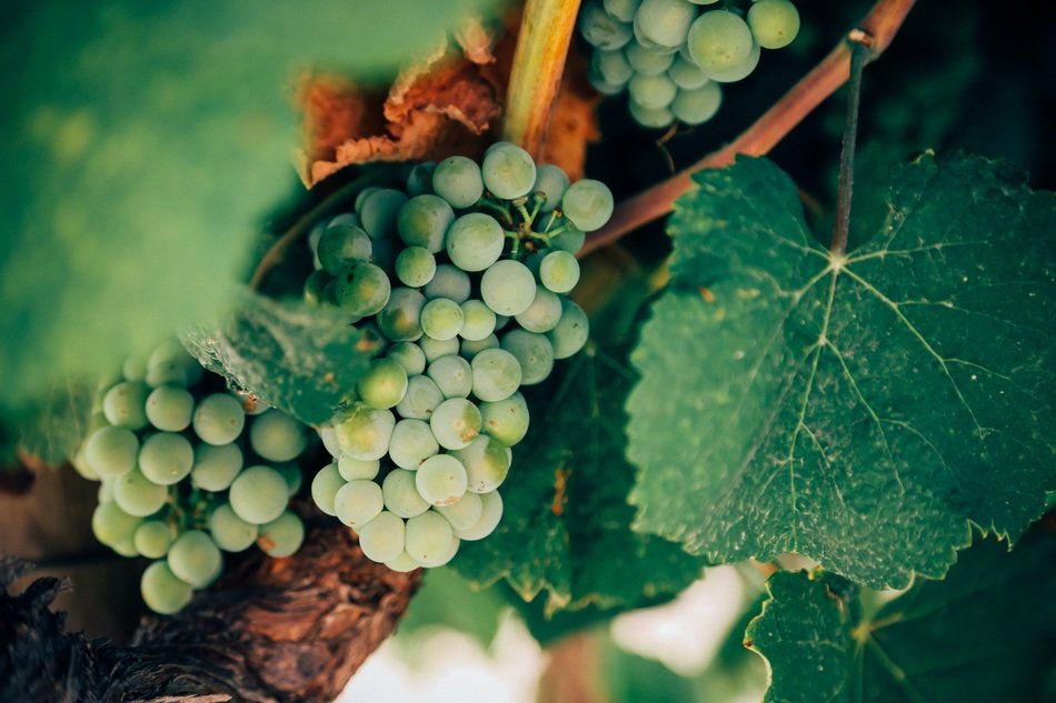 Green winegrapes in nature