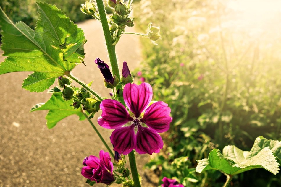 meadow bright flower in the sunlight