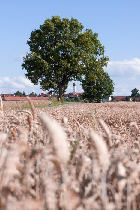 Large field of cereals in the village