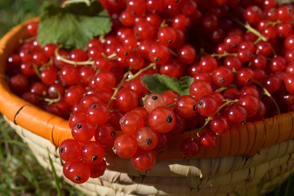A lot of red currant berries in the basket