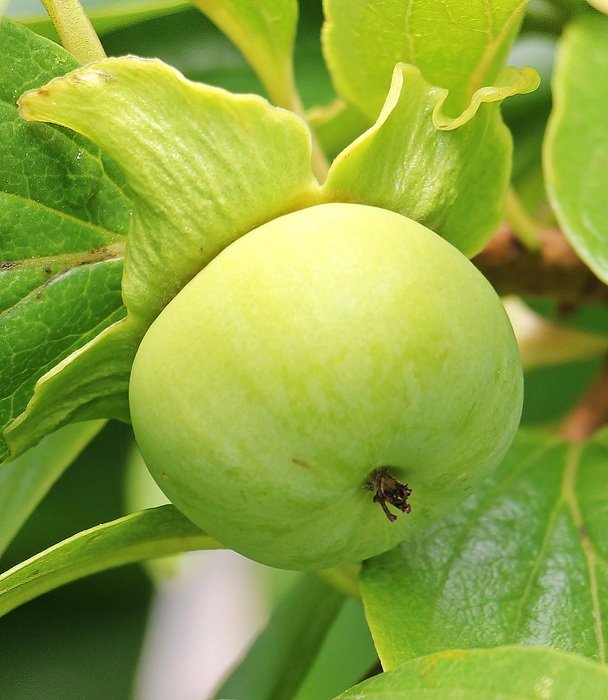 green persimmon on a branch