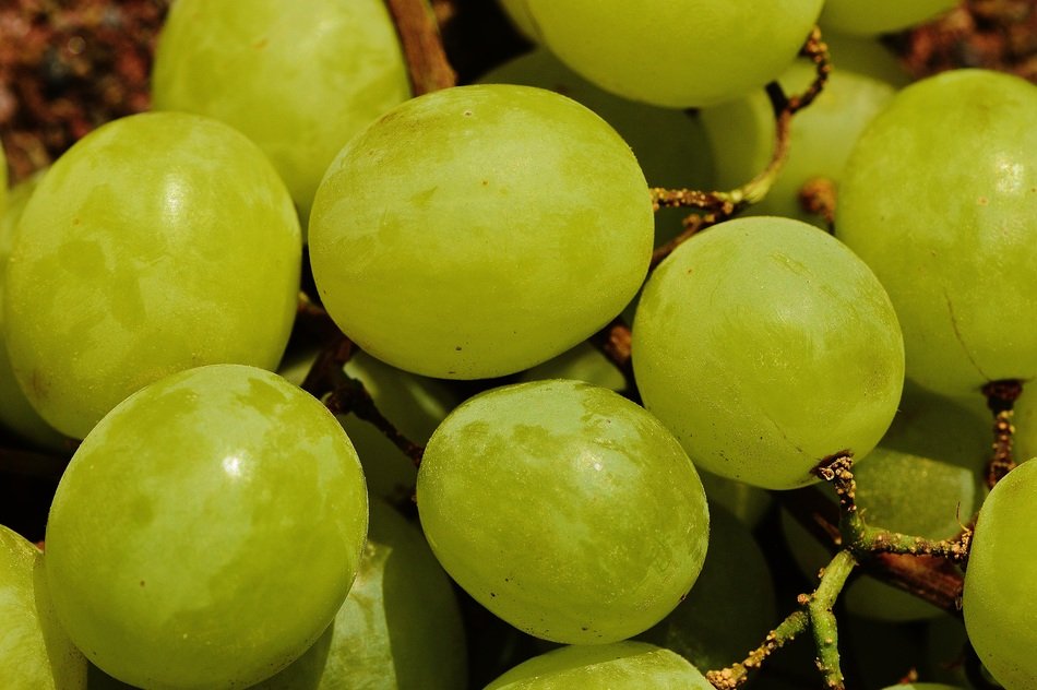 green grapes on the table
