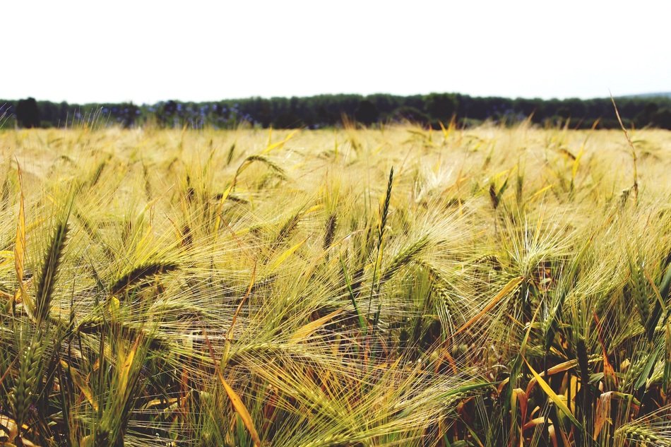 barley field close up