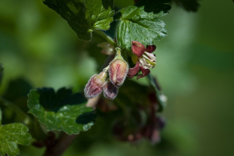 macro photo of Currant Buds and flower at green background