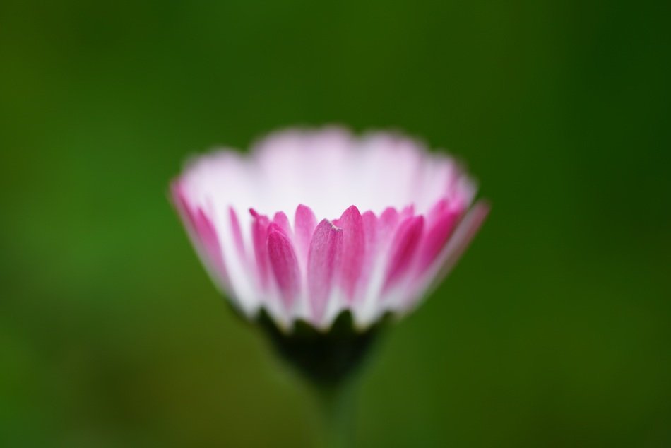 pure daisy blossom