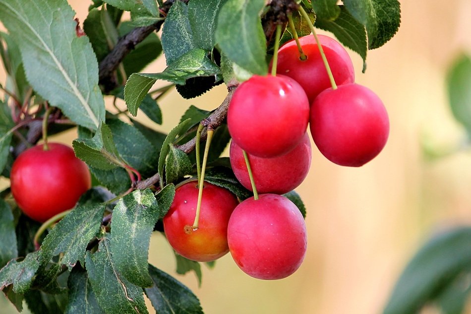 Picture of Cherry Plums