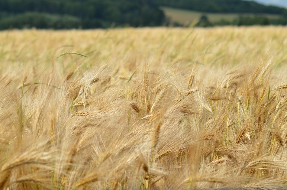 field of cereal in nature