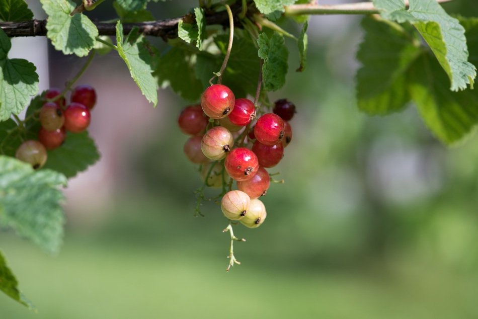 Reifeproszess Red Currant