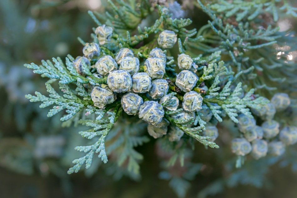 fruits of thuja on a branch