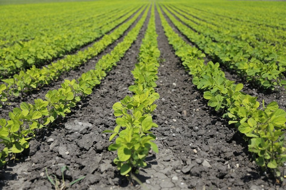 Picture of the plants are on a field