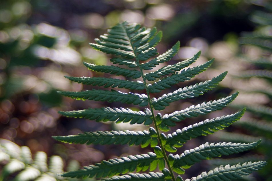 closeup view of green Fern leaves