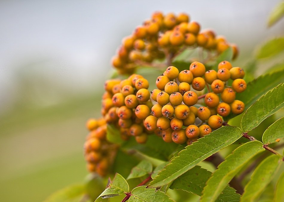 juicy and appetizing Rowan Berries