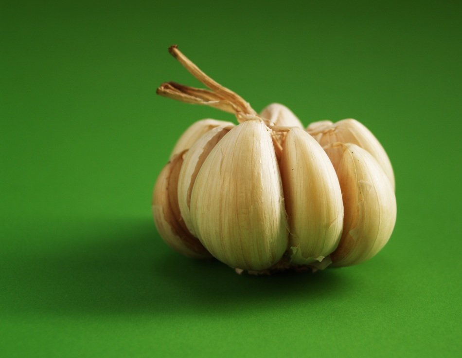 bulb of Garlic at green background
