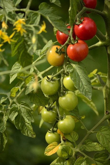 Picture of domestic tomatoes on a branch