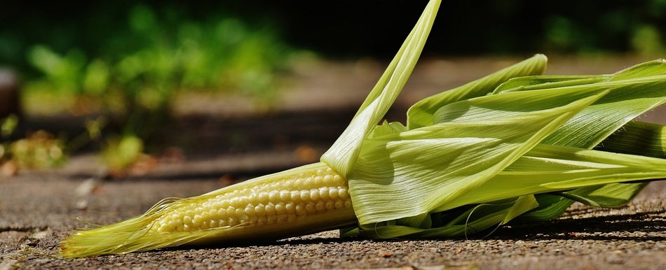 natural corn on the ground
