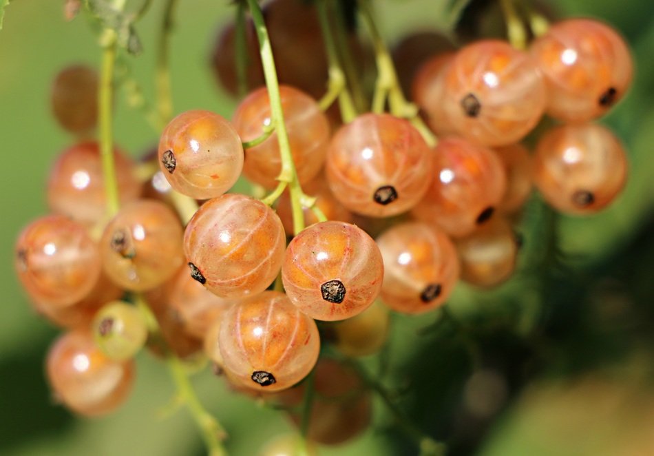 A banch of currant