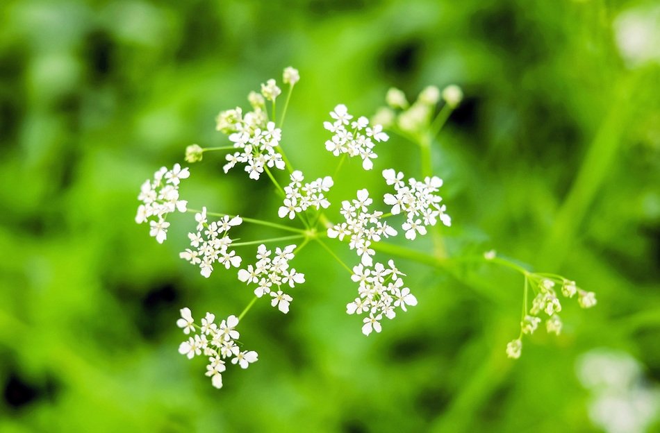 Umbelliferae or Apiaceae close-up on blurred background