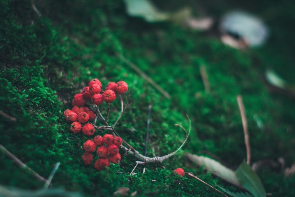 berries on green moss