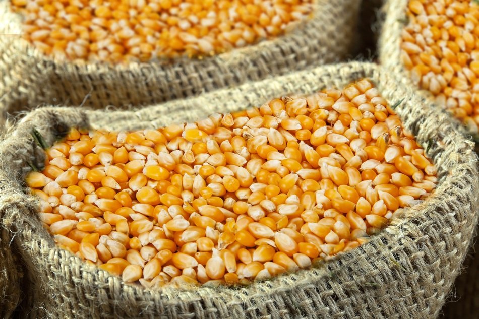 Yellow corn seed in bags on market
