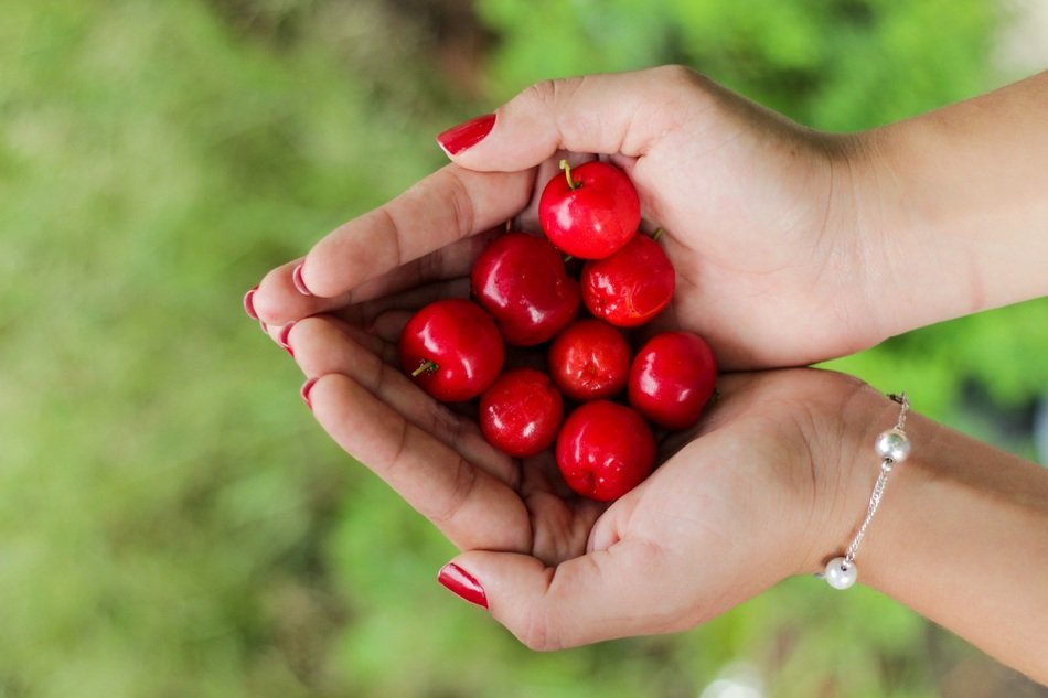 red cherry in hand